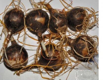 Зефирантес