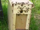 Продам пчелосемьи, пчелопакеты объявление продам