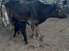 Корова с теленком дойная объявление продам