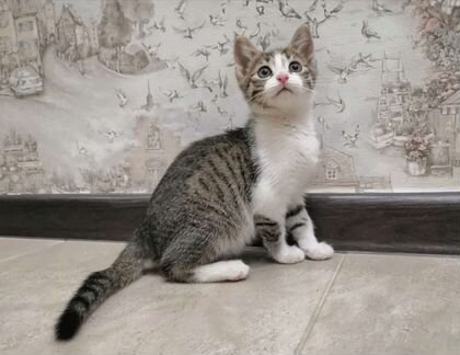 Котенок в Добрые Руки. Девочка