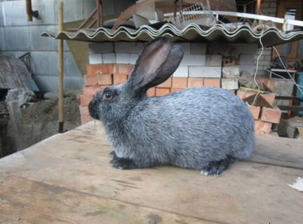 Кролики серебристые (полтавское серебро)