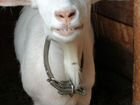 Зааненская коза объявление продам