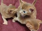 Абиссинские котята сорельки