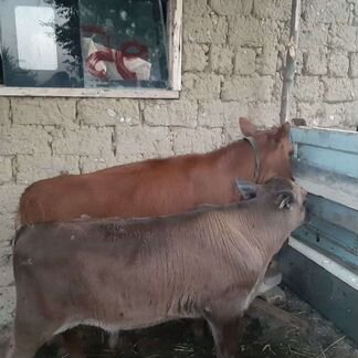 Корова и 2 теленка - фотография № 3