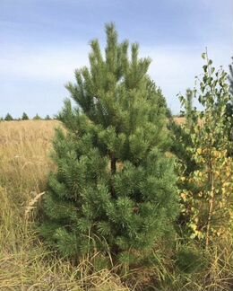 Живая Русская ель