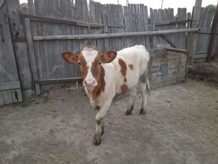 Коровы дойные молочные, телочки - фотография № 1