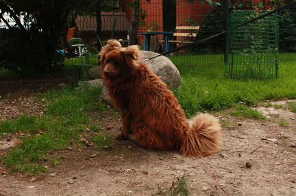 Метис медвежонка в добрые руки