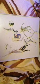 Много Аква растение +улитки