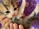 Котята от породистых родителей мама шотландка папа объявление продам