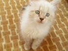 Сиамская кошка Котёнок