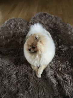 Кобель шпиц на вязку