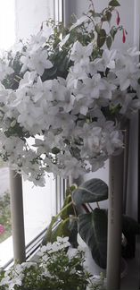 Невеста (кампанула)