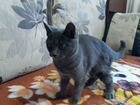 Котенок породы русская голубая ищет дом объявление продам
