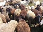 Овцы, бараны, ярочки, ягняты разных пород. Помеси