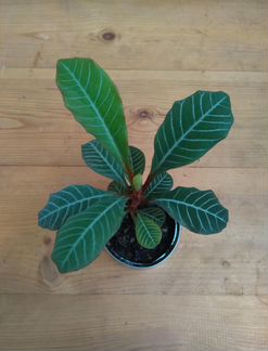 Молочай беложильчатый (эуфорбия)