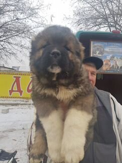 Кавказская собака