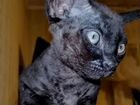 Черный котенок Девон-рекс