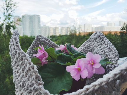 Листья Фиалки