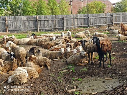 Продам овец, баранов - фотография № 4