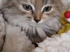 Сибирская кошка в дар объявление продам