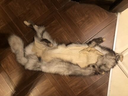 Шкурка песца