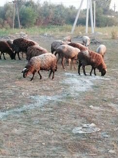 Овцы бараны ягнята - фотография № 8