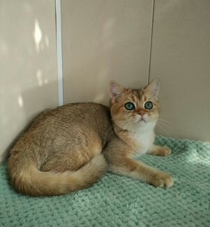 Золотой майский мальчик