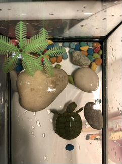 Черепаха с террариумом