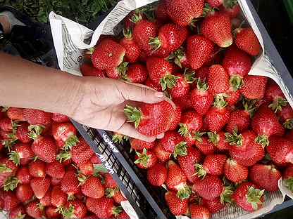 Земляника сорт альтес. Сорт клубники азия. Лабинская клубника. 100 кг клубники. Ягоды скандинавия.