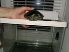 Черепаха с аквариумом бесплатно