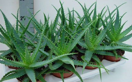 Алоэ 100летник в горшках