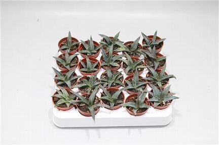 Агава Виктория Регина