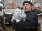 Молодняк кроликов