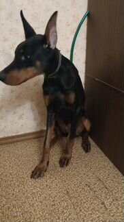 Доберман 8мес 
