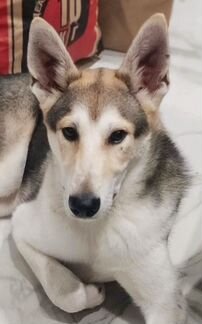 Собака метис лайки