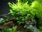 Растения для аквариума, Аквалеон - (Томск) объявление продам
