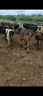 Бычки, телочки, коровы на воспроизводство - фотография № 4