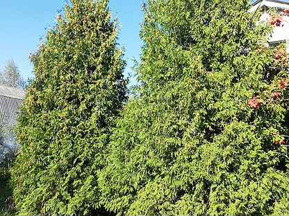 туя колоновидная колумна. туя брабант 4 метровая. 4 туй. туя западная smaragd. 4 туй.