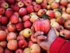 Разнорабочий-сборщик яблок вахта с питанием Крым