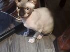 Канадский сфинкс котенок объявление продам