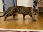 Бенгальский кот для вязки