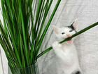 Котенок помесь мейн кун с обычной кошкой объявление продам
