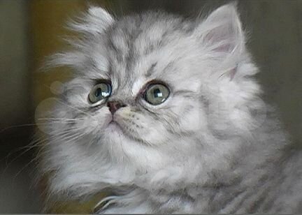Котёнок персидской породы