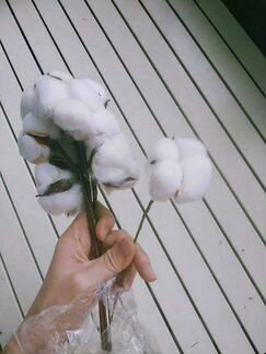 Хлопок натуральный коробочка