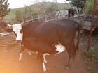 Коровы дойные молочные объявление продам