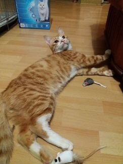 Котик