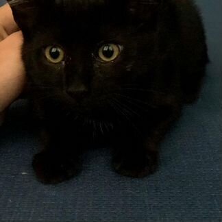 Котик