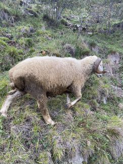 Бараны, овцы,так же крупнорогатый Скот - фотография № 2