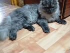 Персидский кот отдам бесплатно Пушистый, игривый объявление продам
