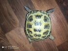 Черепаха сухопутная объявление продам